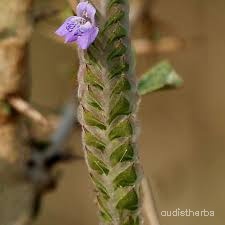 Rungia pectinata flower2.jpg